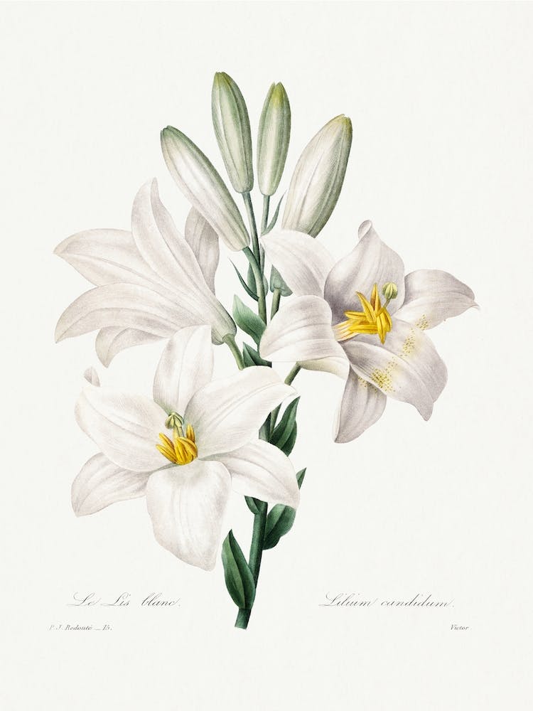 Madonna Lily, Ernst Haeckel