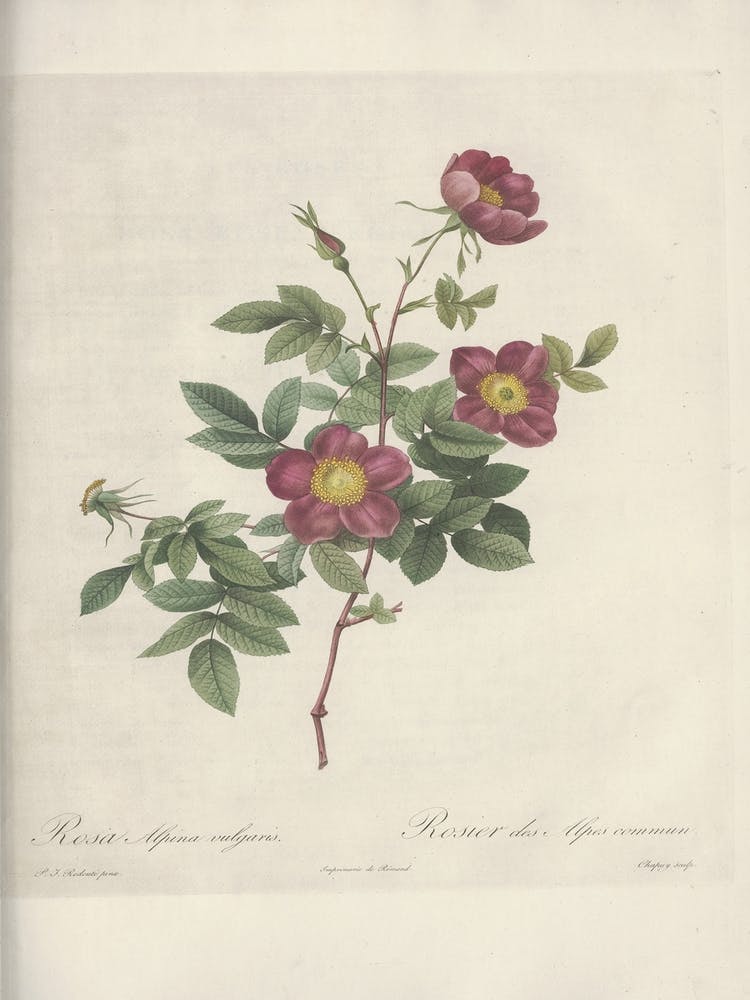 Rose Illustration, Pierre Joseph Redoute, Pierre Joseph Redoute(130)