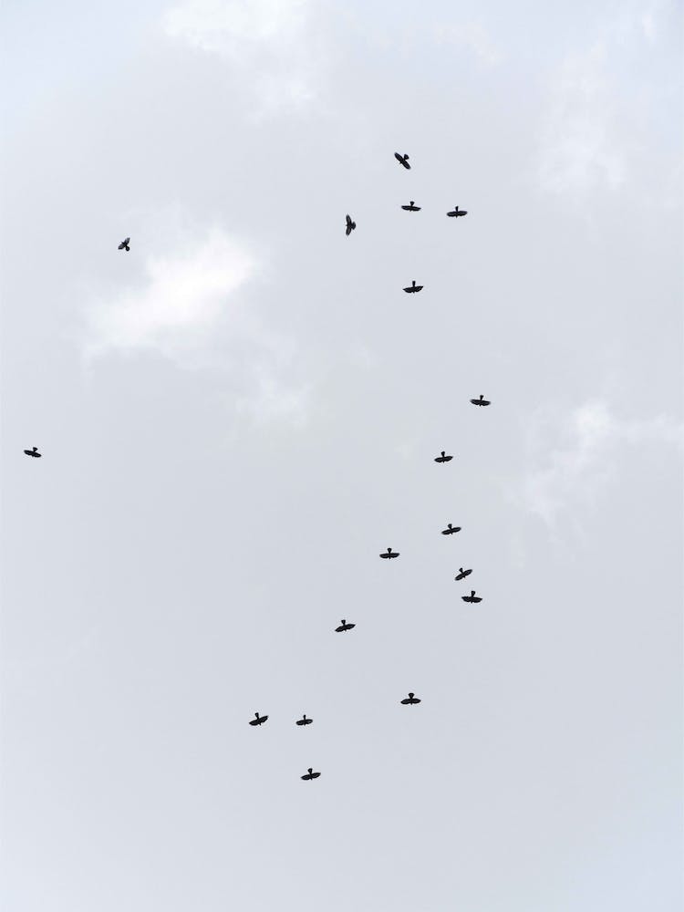 Birds Flying South