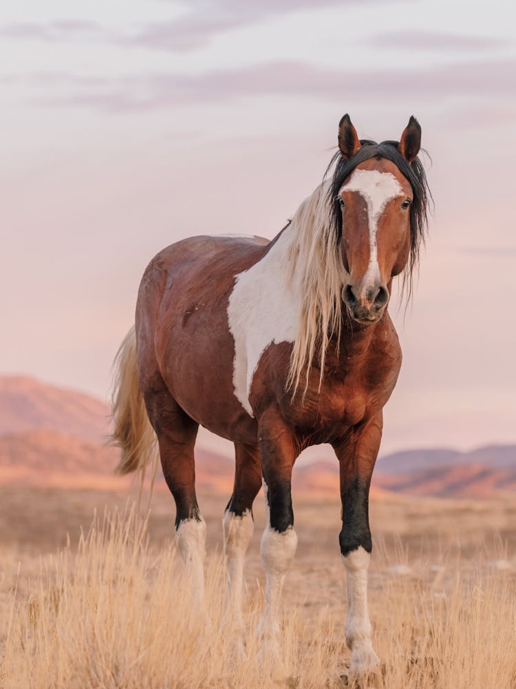 Paint Horse In Desert