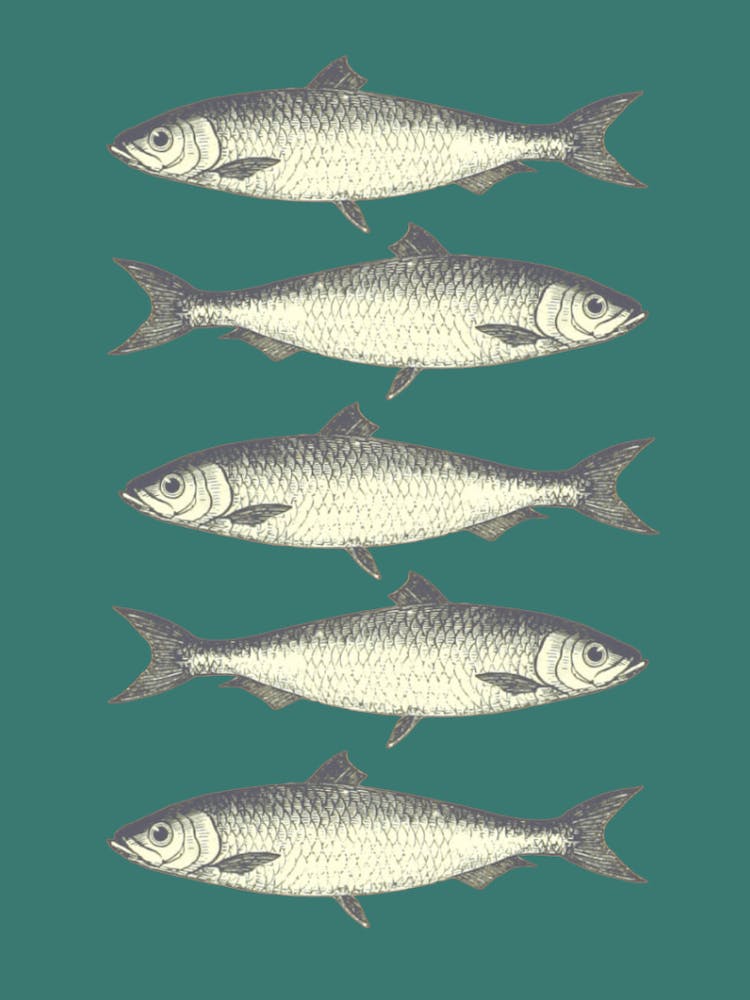 Sardines - Green