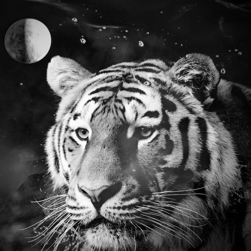 Tiger From The Univers