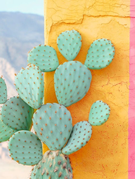 California Dreaming - Cactus Colorwall