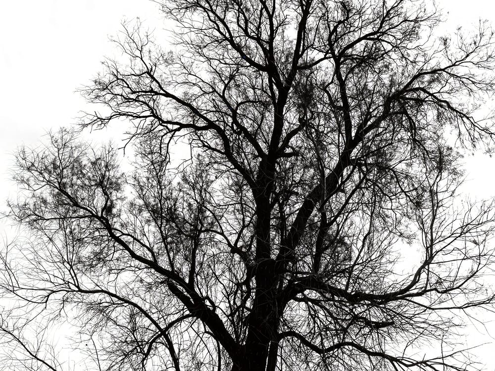 Silhouette Of Bare Tree Black And White 2