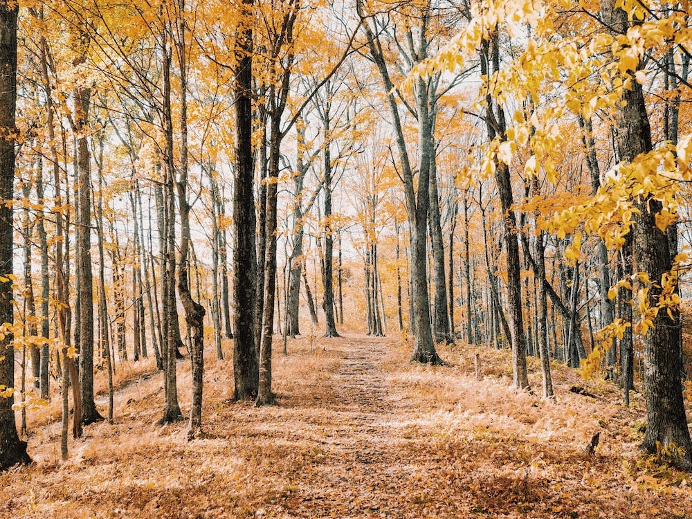 Yellow Leaf Forest Views