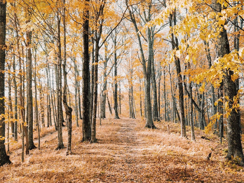 Yellow Leaf Forest Views