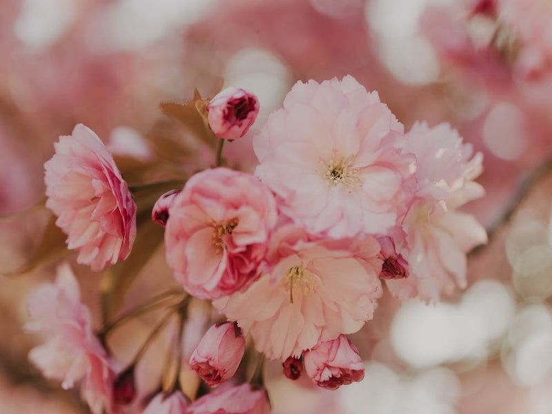 Cherry Blossoms