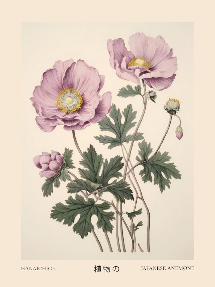 Hanaichige Japanese Anemone 2 Vintage Japanese Botanical Poster