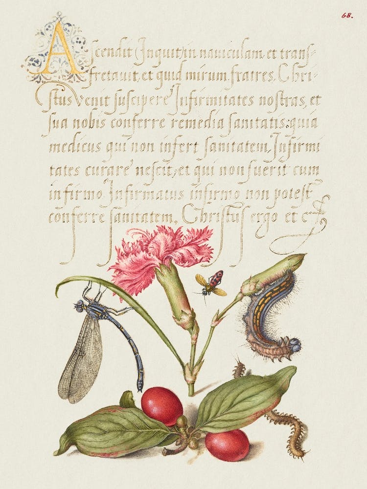 Damselfly, Carnation, Firebug, Caterpillar, Carnelian Cherry, And Centipede From Mira Calligraphiae Monumenta, Joris Hoefnagel