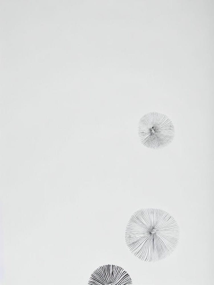 Sea Urchin Roe Black & White Drawing