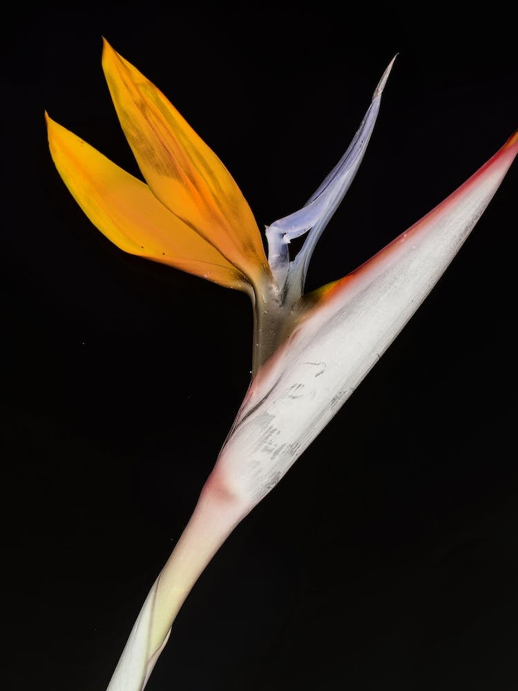 Bird Of Paradise