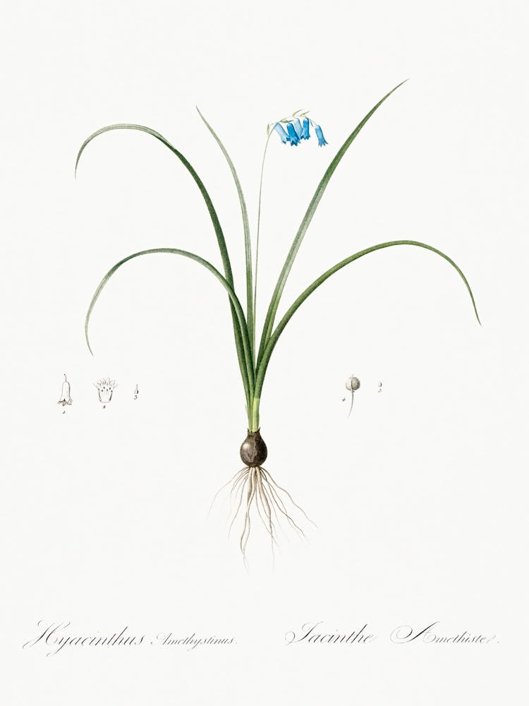 Brimeura Illustration From Les Liliacées (1805), Pierre Joseph Redoute