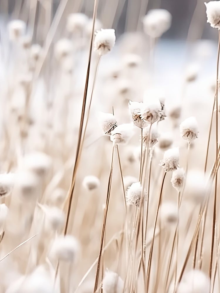 Photographie Fleurs Blanches 2
