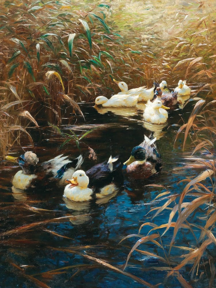 Ducks In The Pond