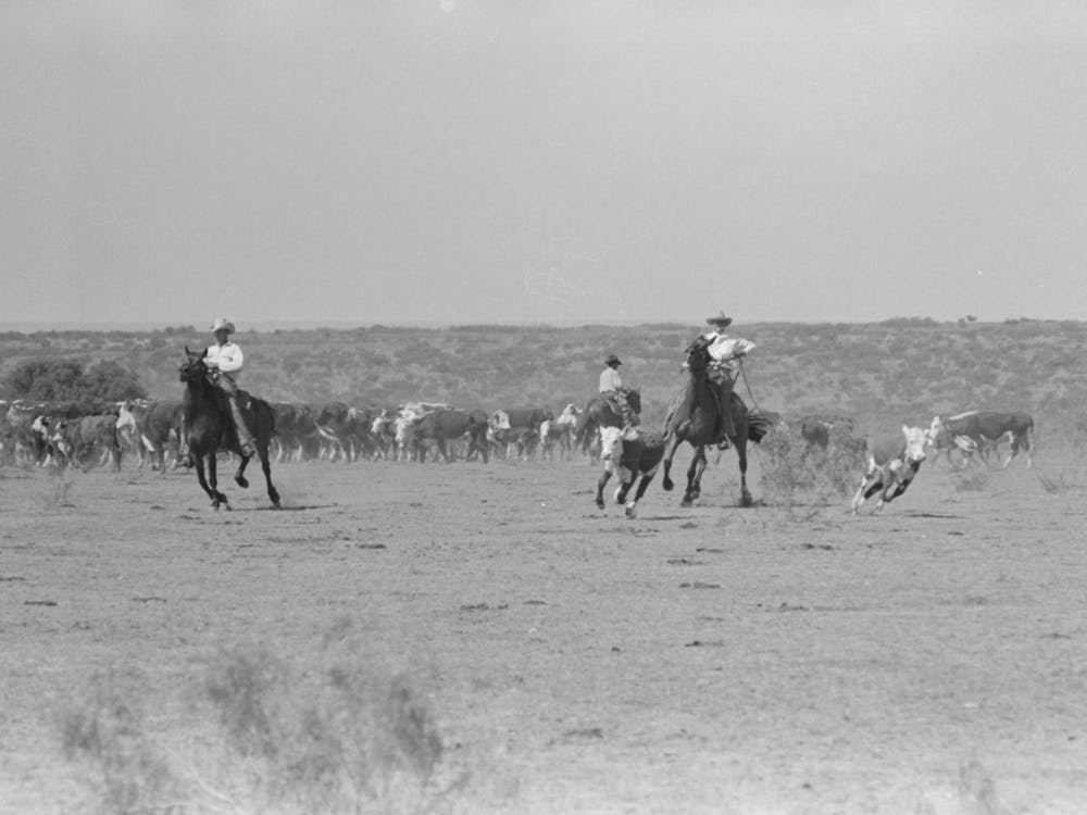 Séparation des Veaux Pour le Marquage du Troupeau, Ranch de Bétail Près de Spur, Texas Par Russell Lee