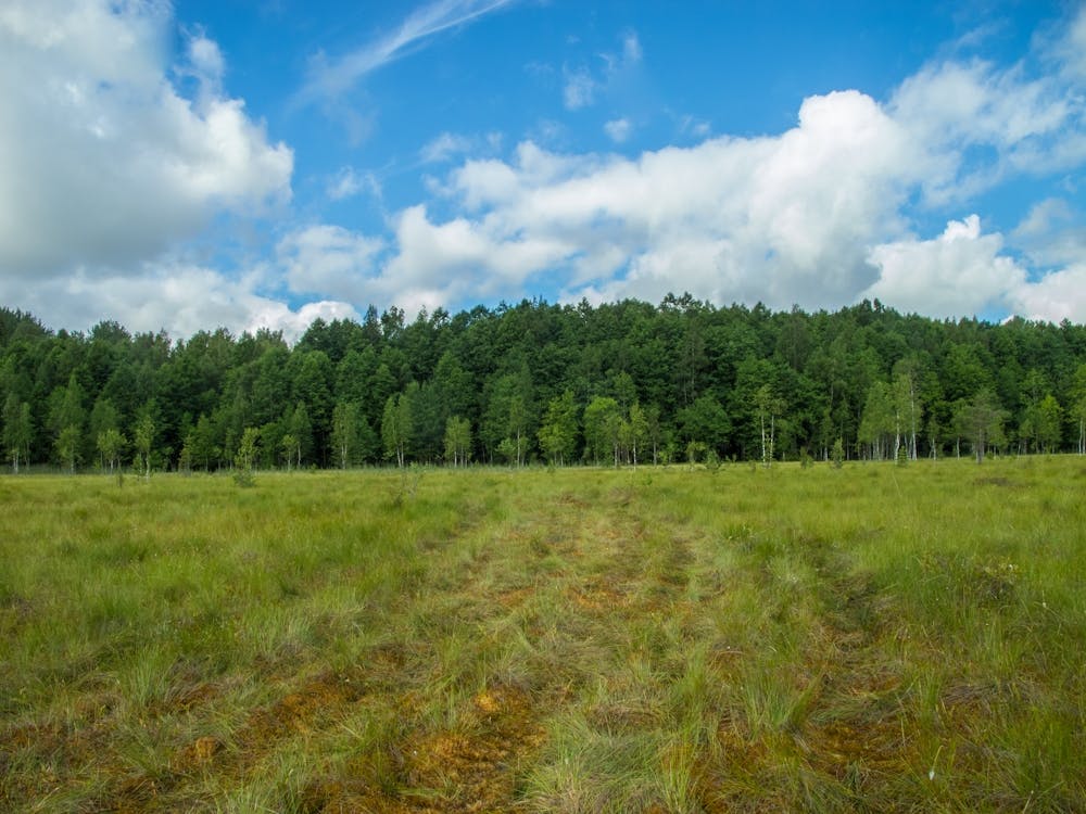 Russian Forest