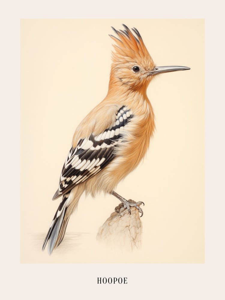 Vintage Bird Drawing Hoopoe 1 Poster