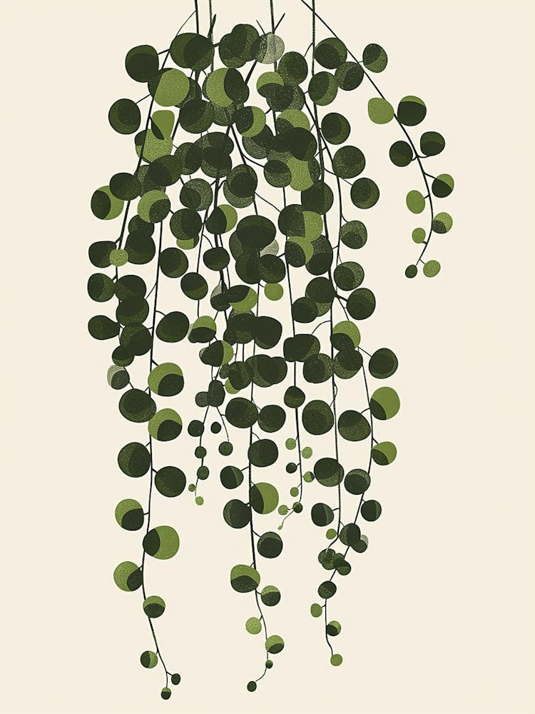 String Of Pearls Plant Minimalist Illustration 8