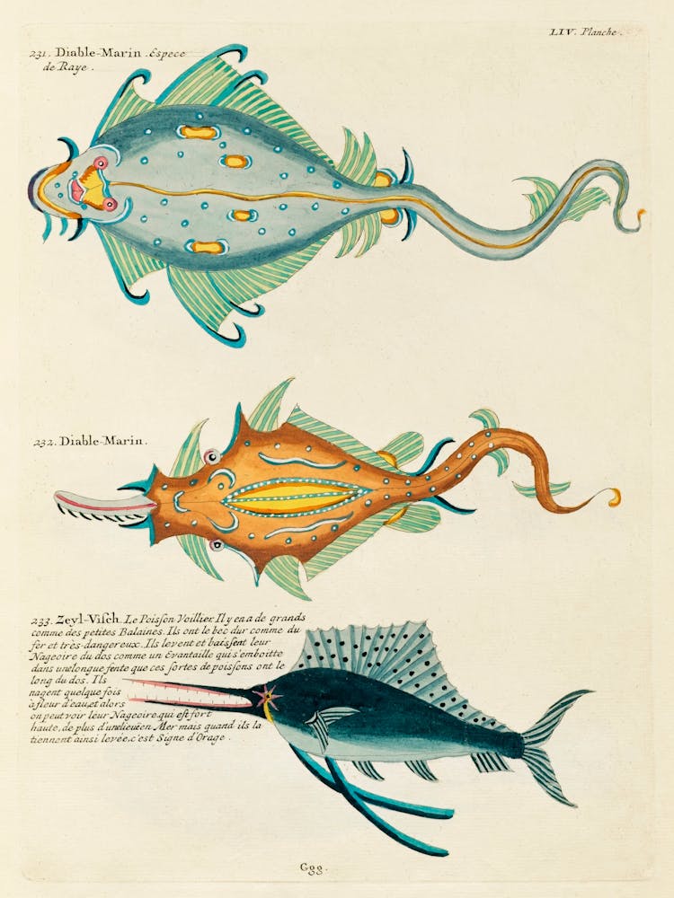 Colourful And Surreal Illustrations Of Fishes Found In Moluccas (Indonesia) And The East Indies, Louis Renard(39)