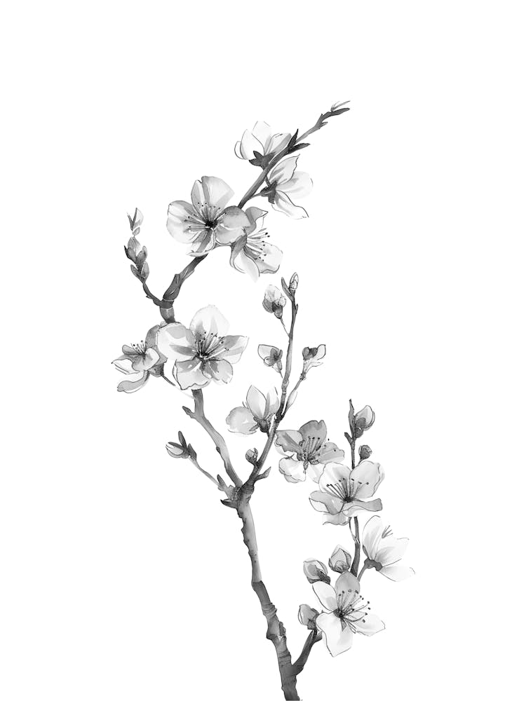 Apricot Blossoms