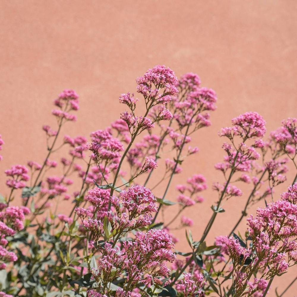 Provence Flowers Square