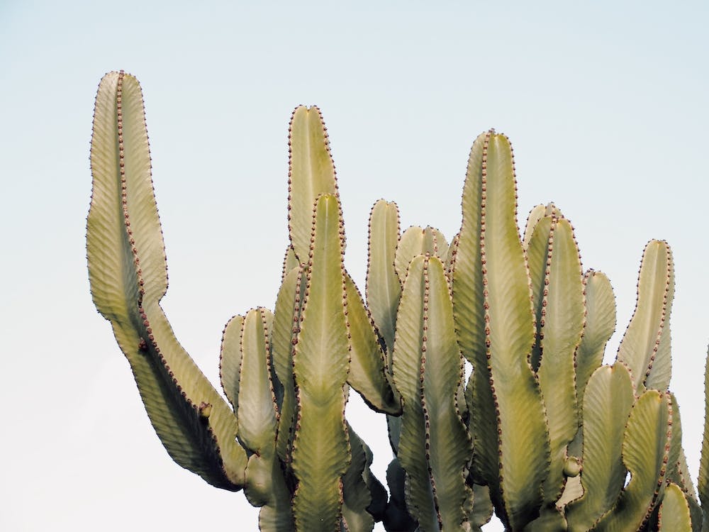 Modern Cactus