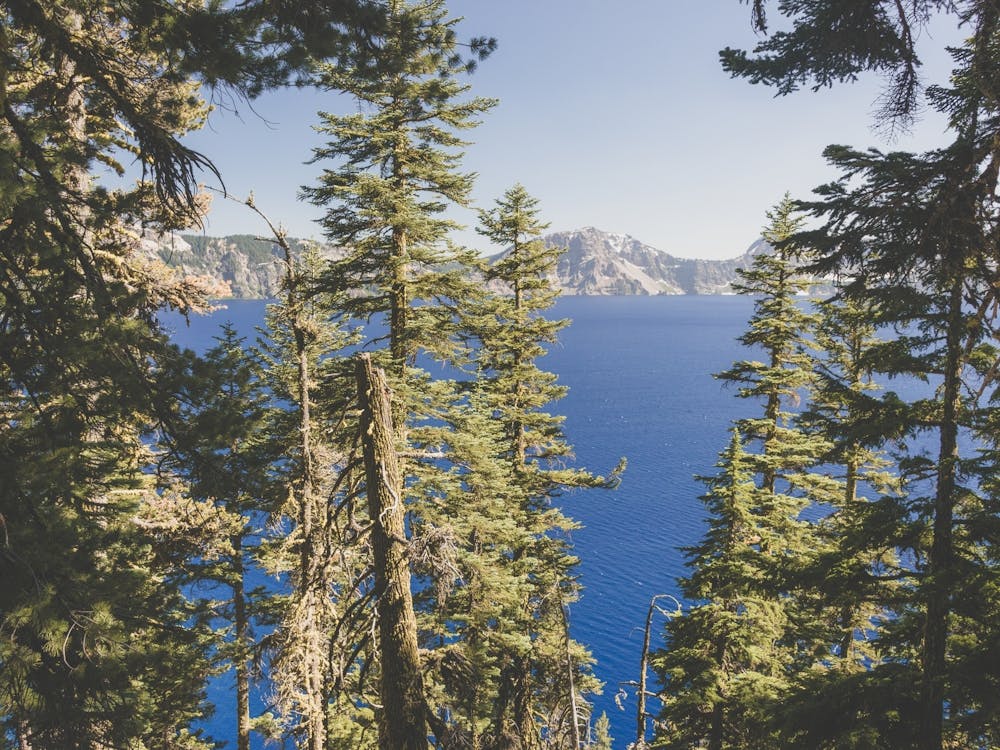 Crater Lake Forest