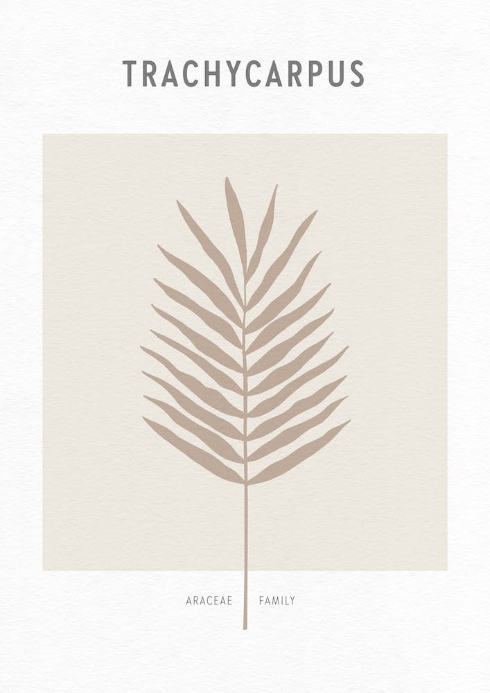 Boho Leaves 1 Trachycarpus