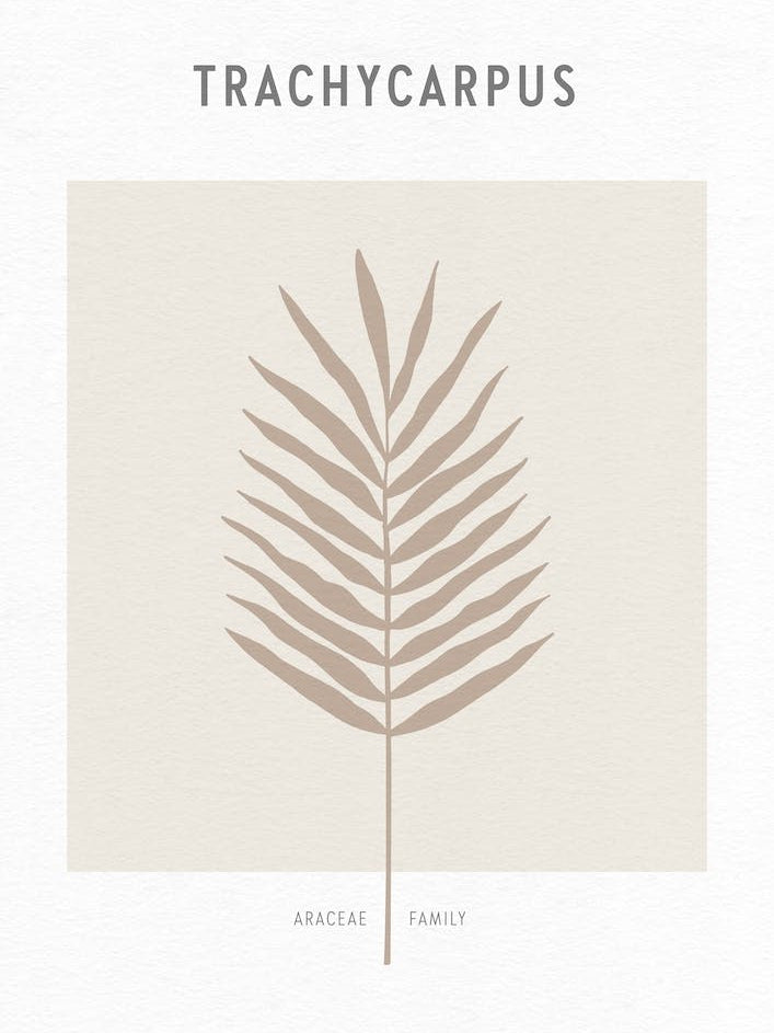 Boho Leaves 1 Trachycarpus