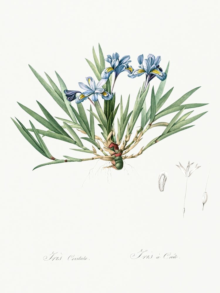 Illustration d'Iris nain crêté d'après Les Liliacées (1805), Pierre Joseph Redoute