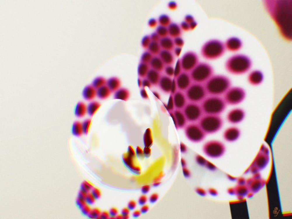 Orchid