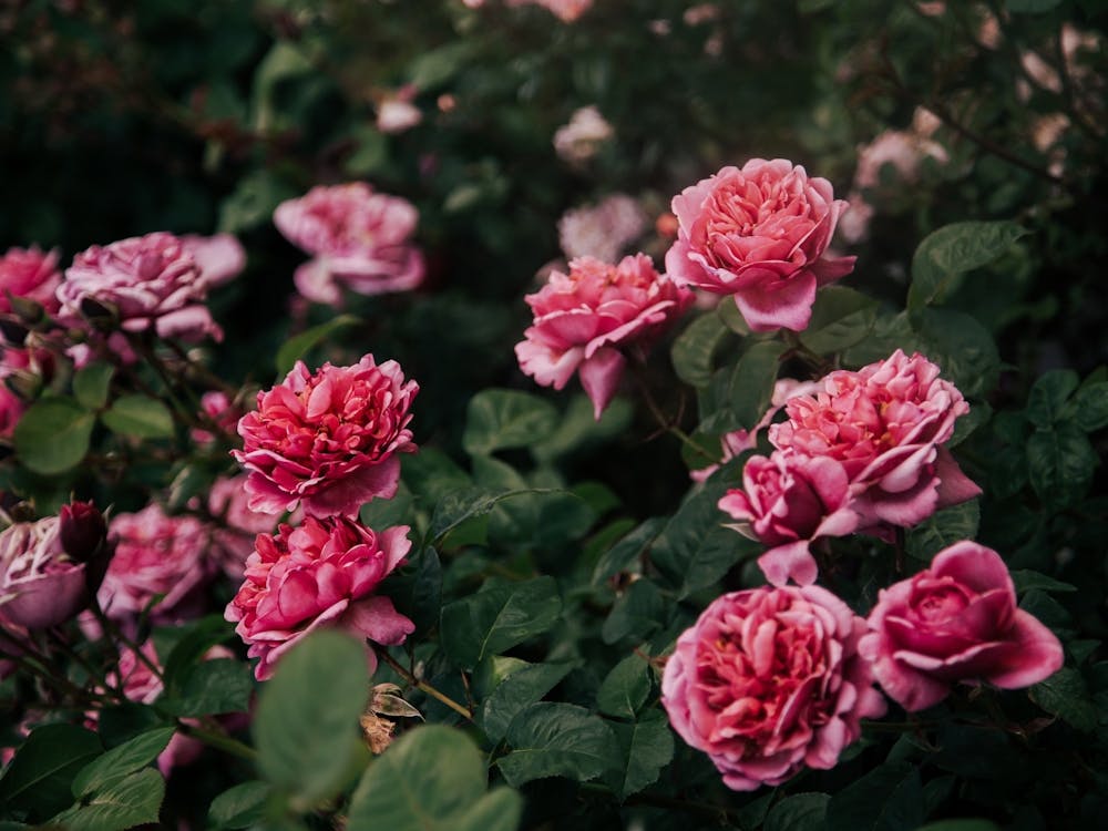 Pink Rose Bush