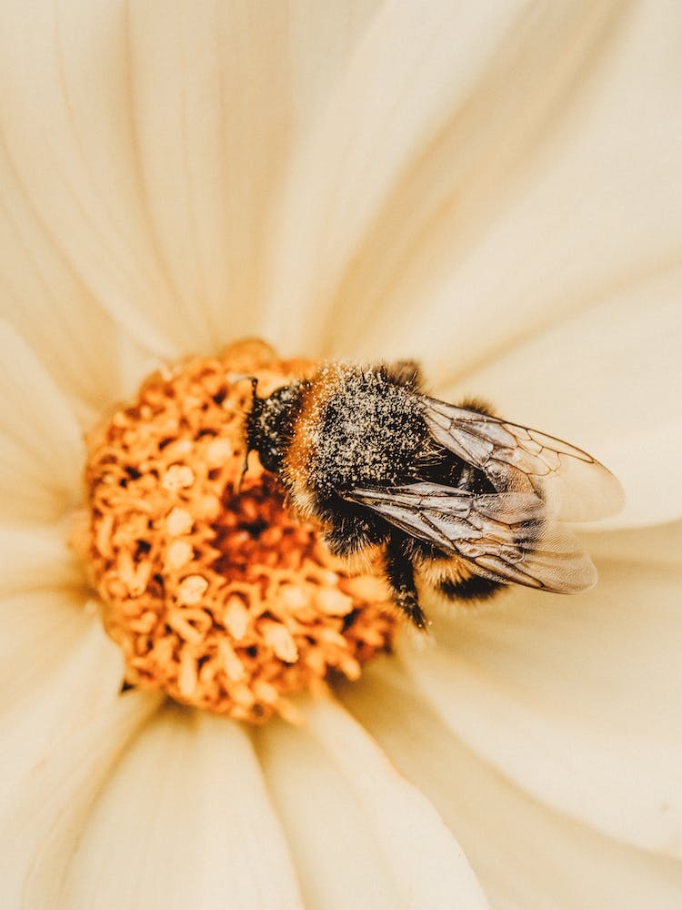 Bee On Flower
