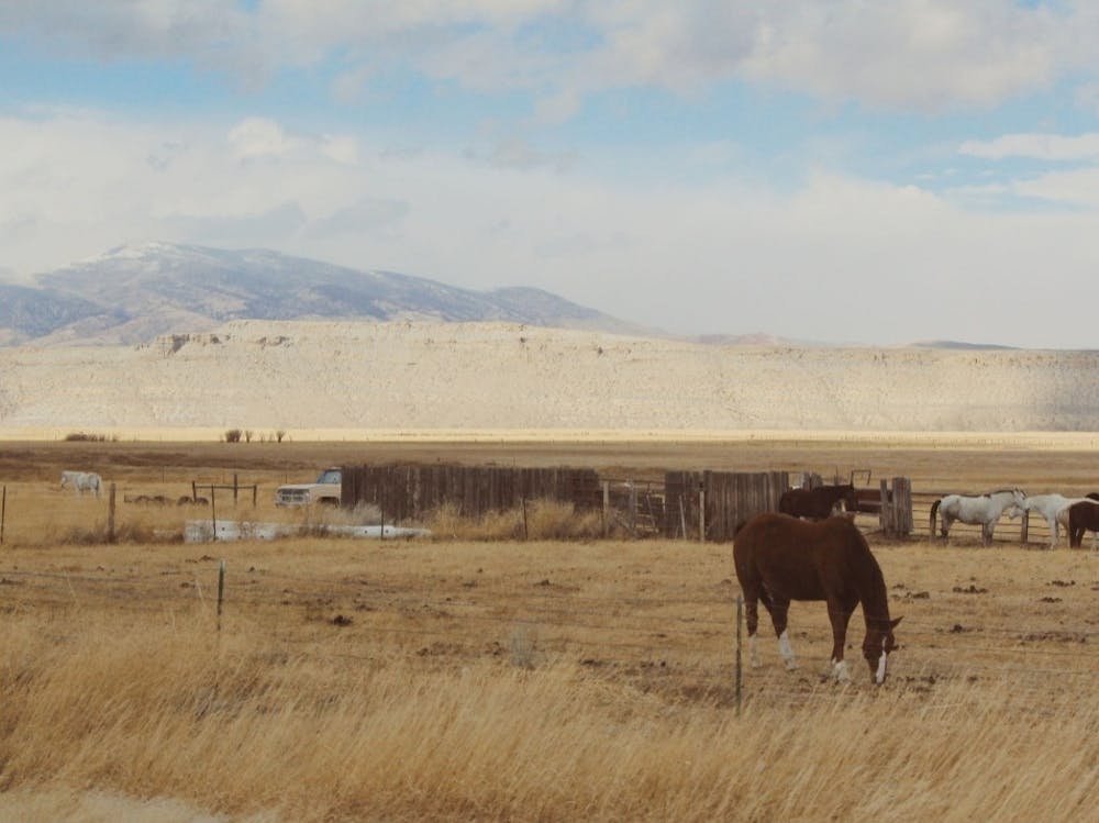 Horses Grazing In The Desert