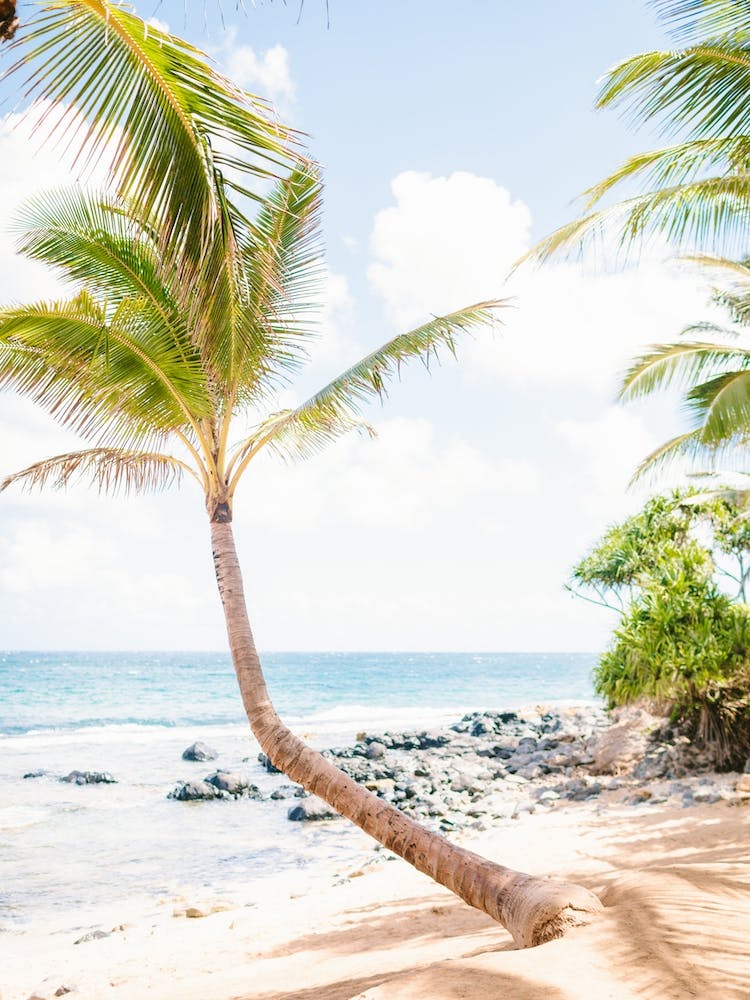 Hawaii Mamas Fish House 2