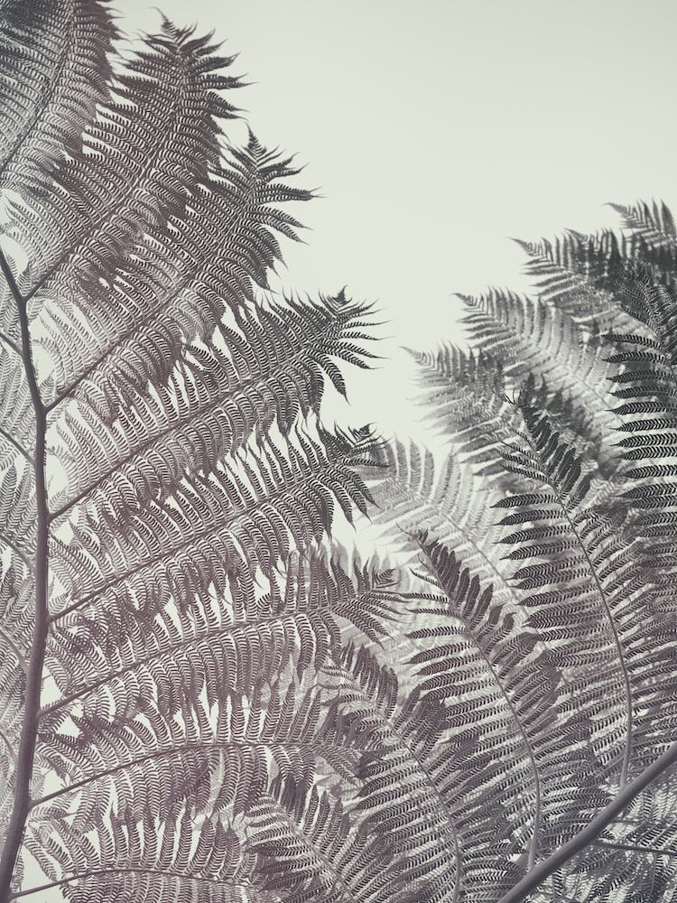 Ferns