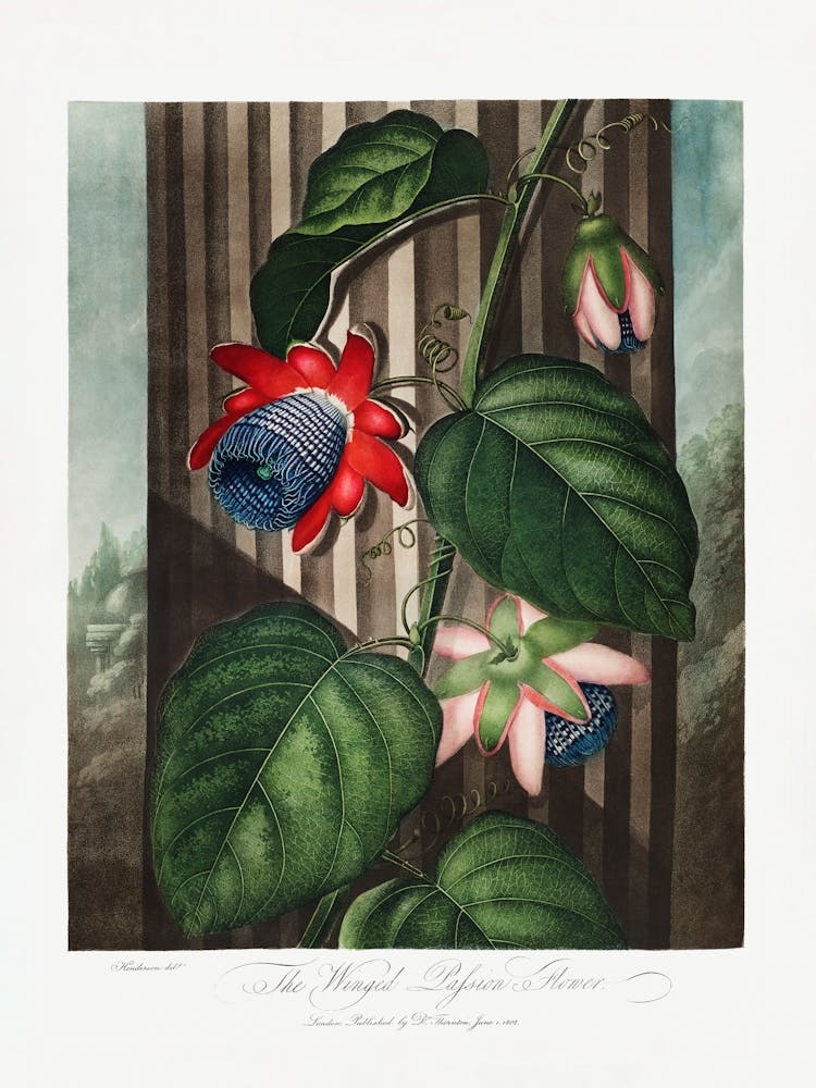 Vintage Botanical Temple Of Flora _2476848