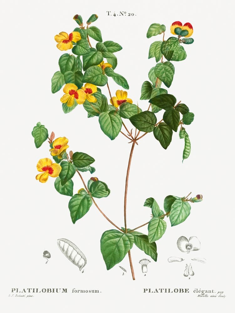 Handsome Flat Pea, Pierre Joseph Redoute 1