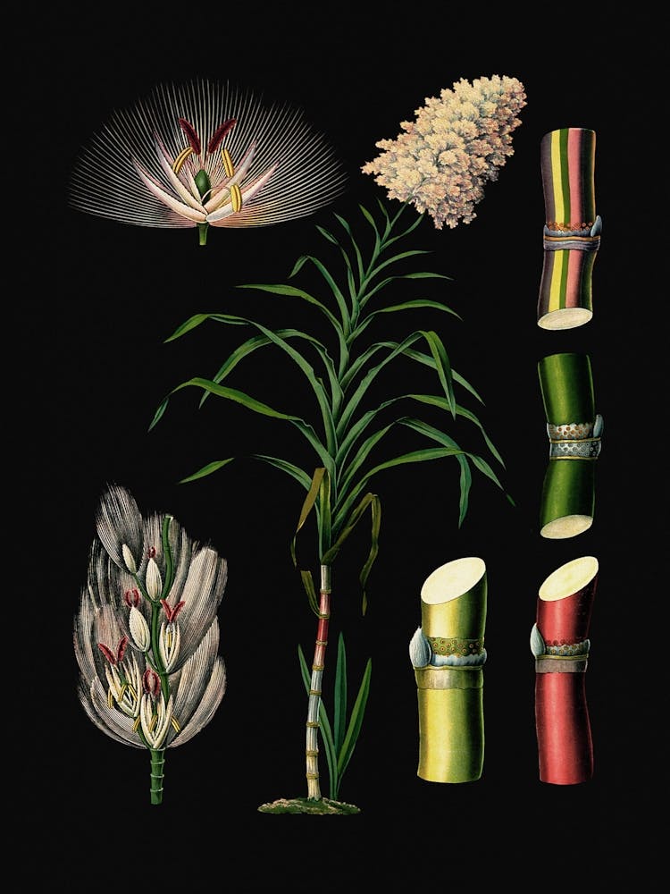 Vintage Bollmann 4 Zuckerrohr