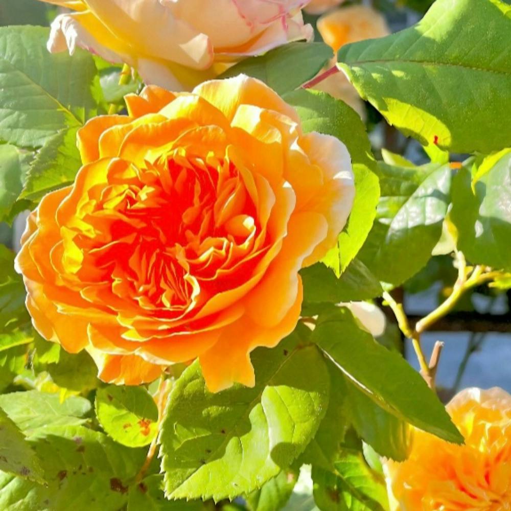 Orange Roses
