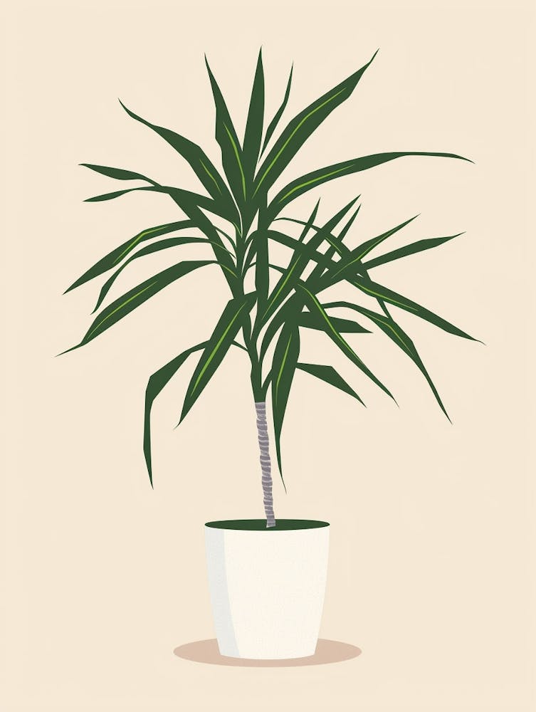 Dracaena Plant Minimalist Illustration 6