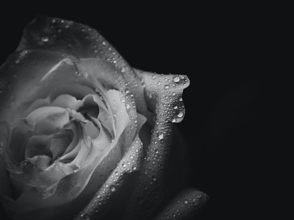 Schwarz-weiße Rose 3