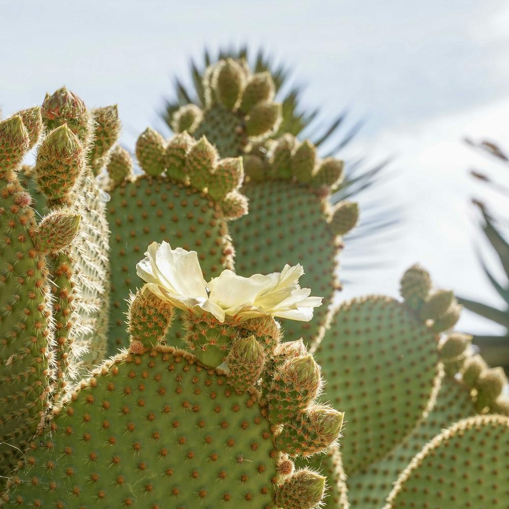 Blooming Cactus Plant Square