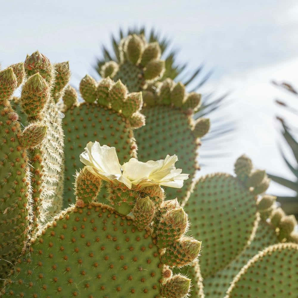 Blooming Cactus Plant Square
