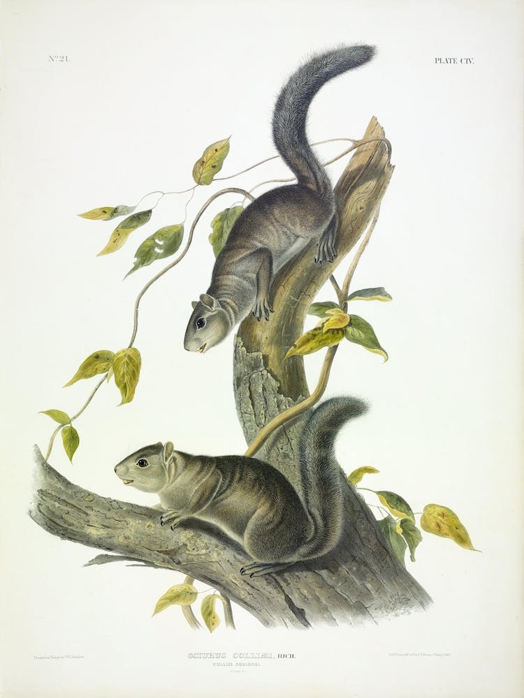 Collies' Squirrel, John James Audubon