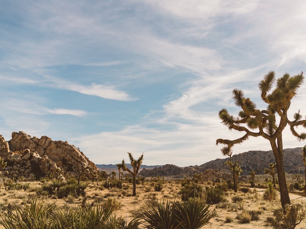 Joshua Tree National Park XXVI