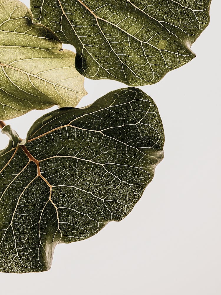 Abutifolia 01