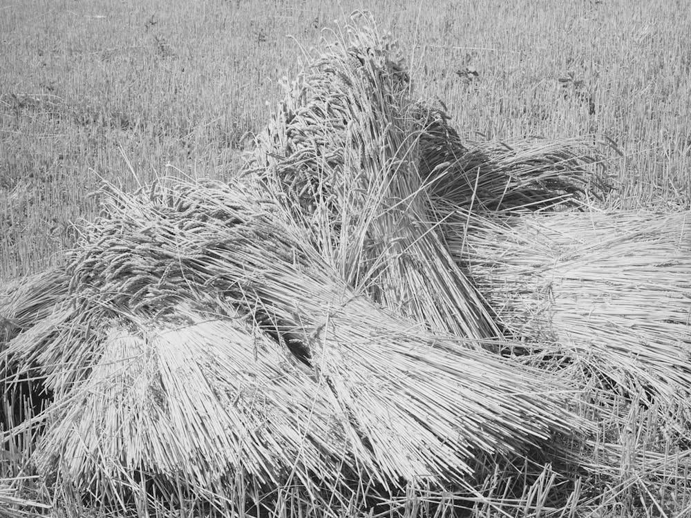 Wheat In The Shock, Garfield County, Washington, It Is Unusual To See Wheat In Shock Anymore Since The Combines Ar