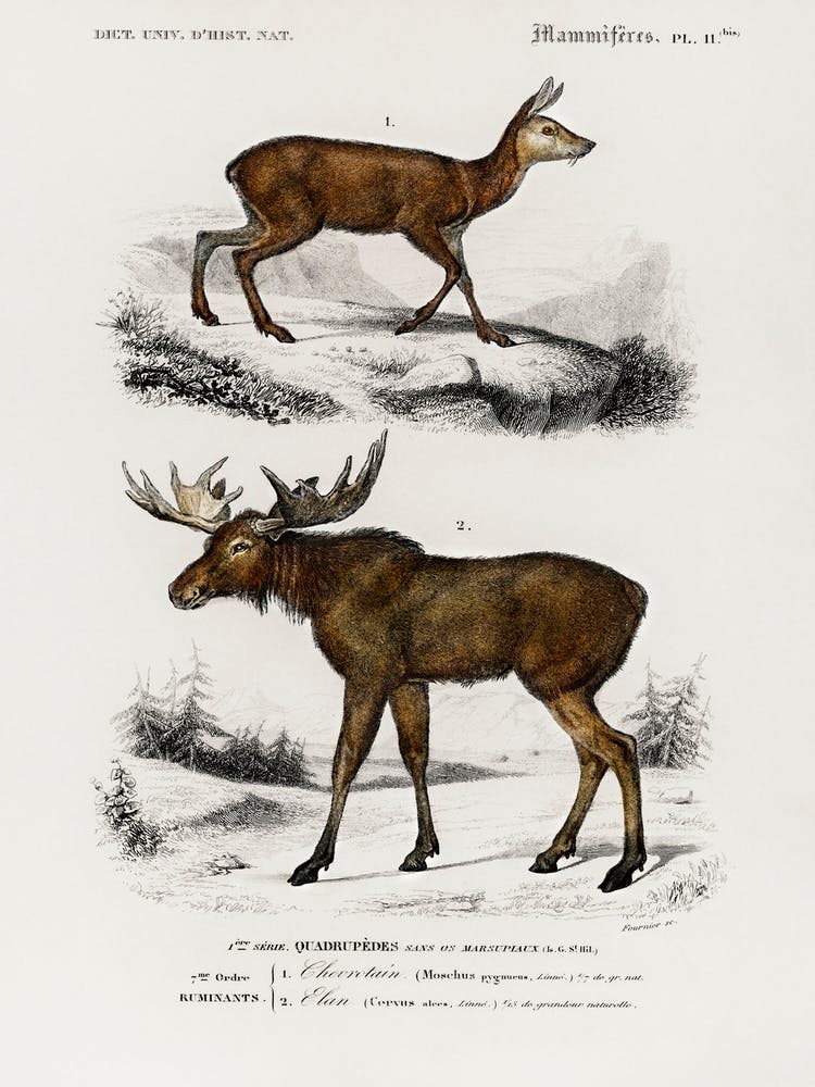 Alces Alces And Moschus, Charles Dessalines D'Orbigny