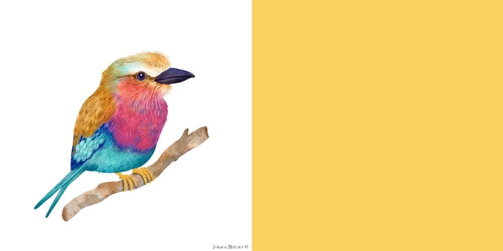 Lilac Breasted Roller